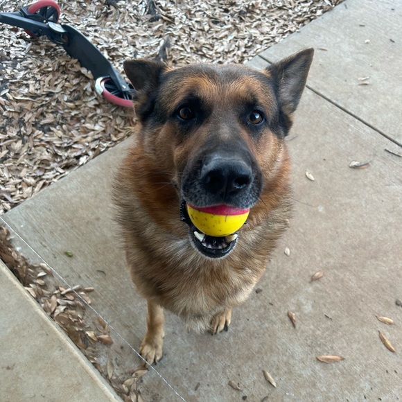 Meet your Posher, Paisyn - Picture 5 of 13